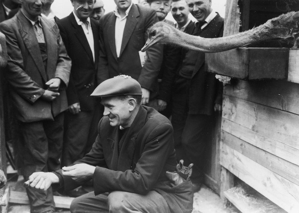 Detail of Dockers with an ostrich at the Royal Albert Dock. by unknown