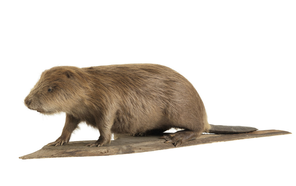 Detail of Stuffed beaver by Starbeck Taxidermy