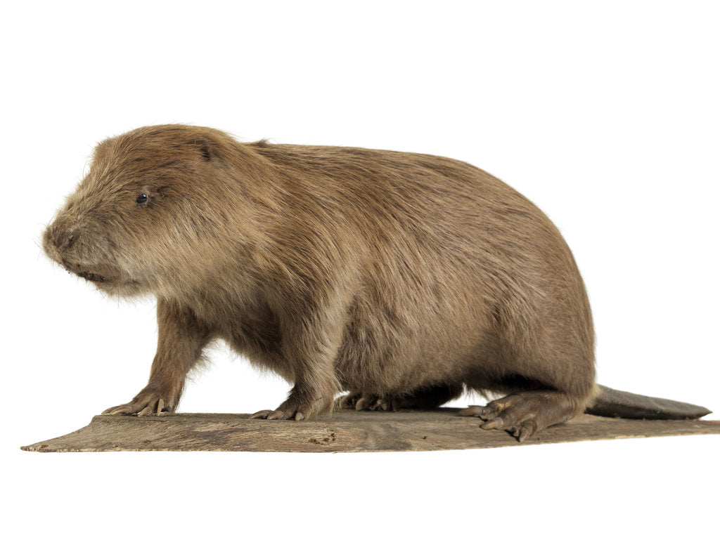 Detail of Stuffed beaver by Starbeck Taxidermy