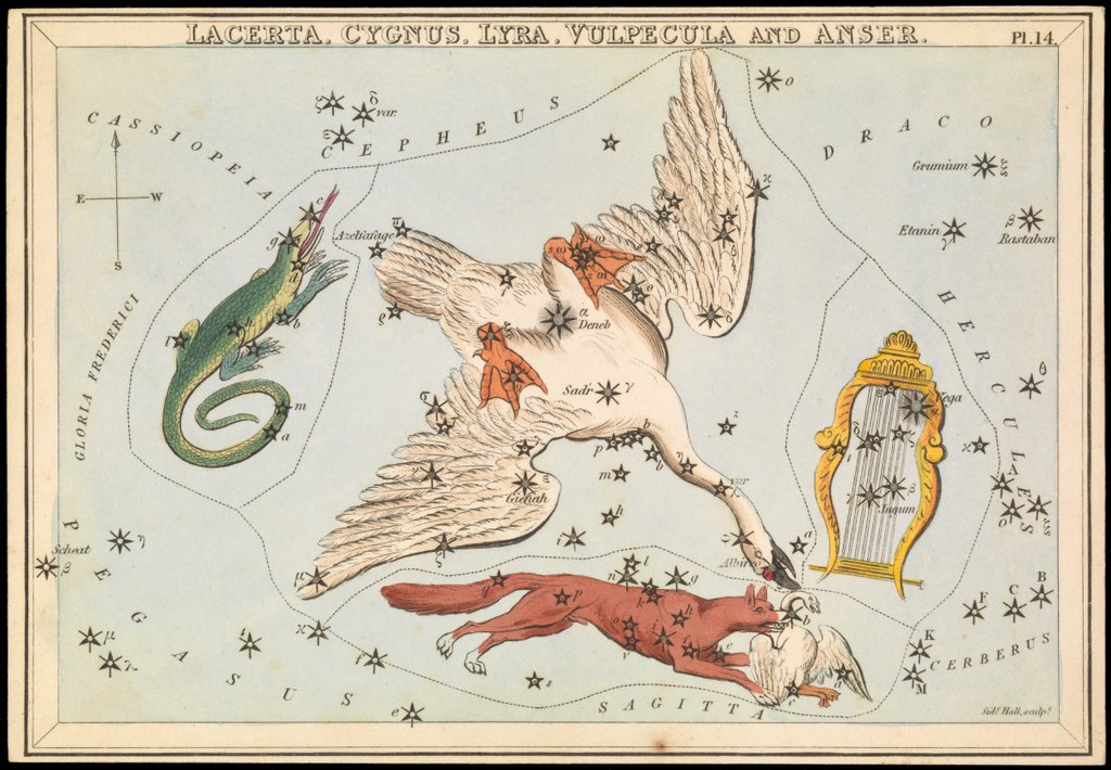Detail of Lacerta, Cygnus, Lyra, Vulpecula and Anser by Sidney Hall
