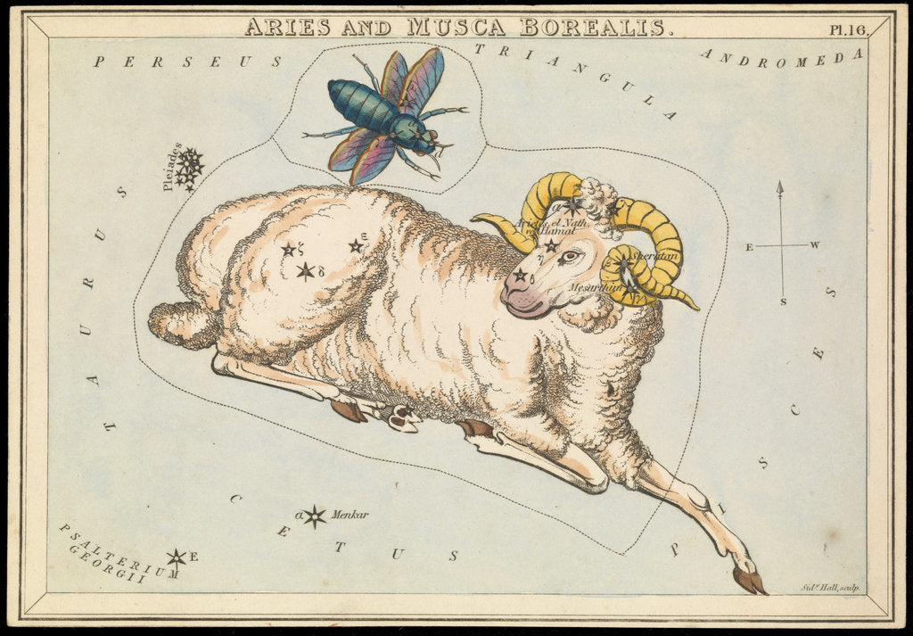 Detail of Aries and Musca borealis by Sidney Hall