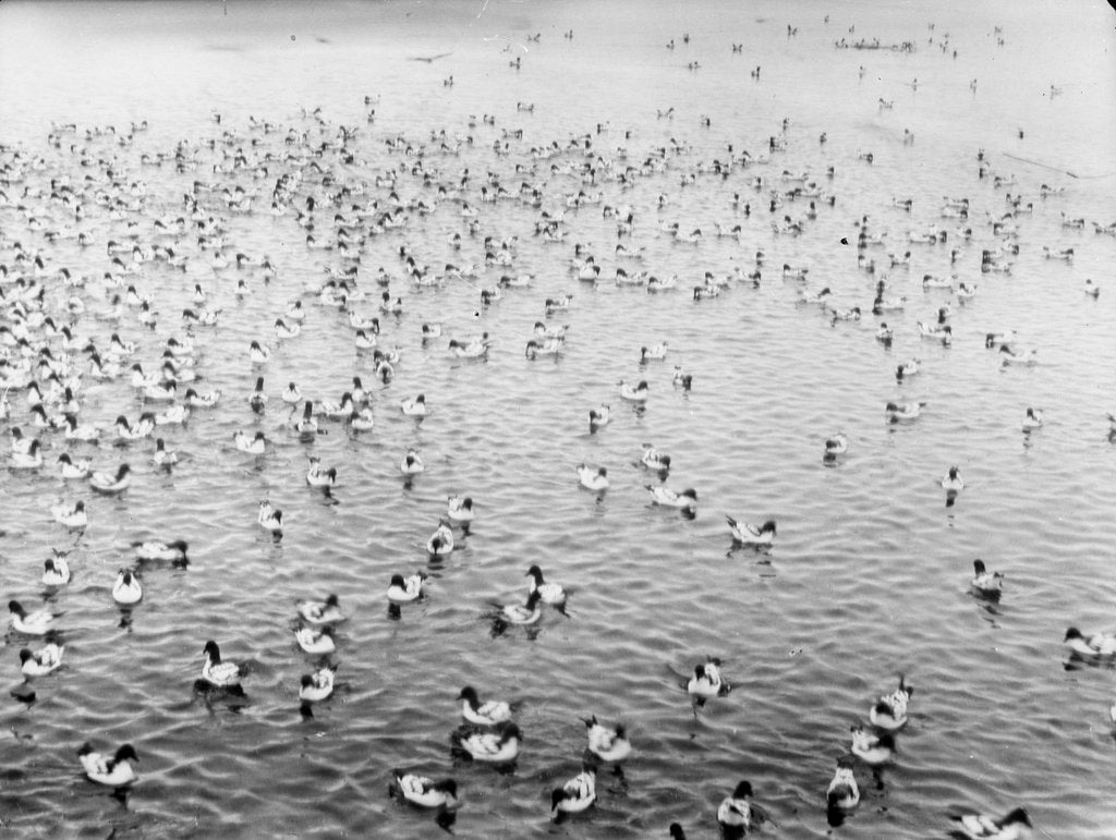 Detail of Cape pigeons afloat off South Georgia Island by unknown