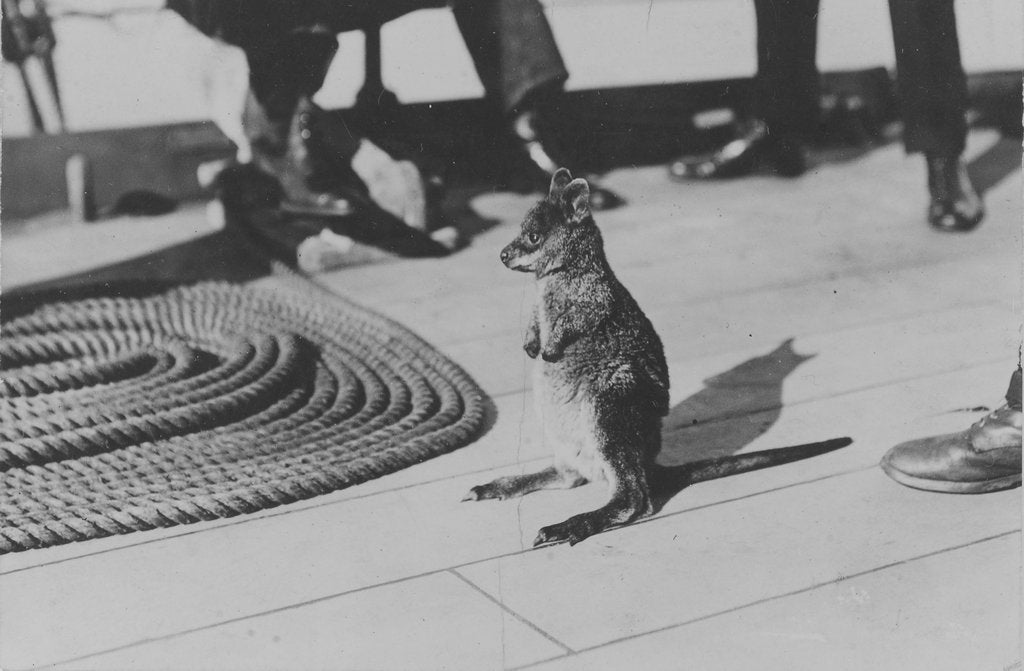 Detail of Wallaby on HMS 'Renown' (1916) during her 1920 tour of Australia and New Zealand by unknown