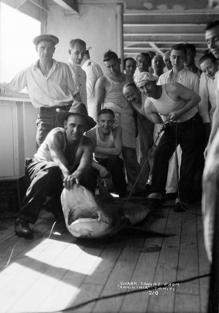 Detail of A group of off-duty crew from 'Carinthia' (1925) pose with a captured shark on deck by Marine Photo Service