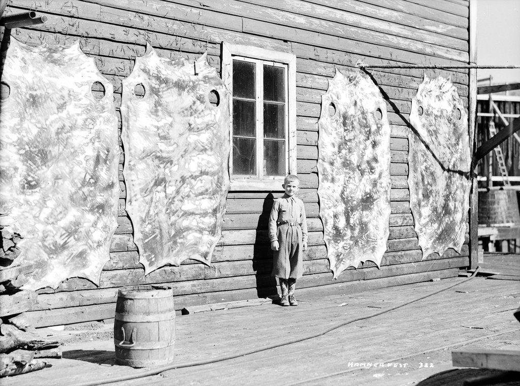 Detail of Reindeer skins, Hammerfest, Norway, 1930 by Marine Photo Service