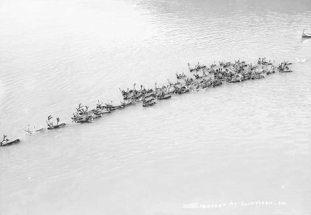 Detail of A herd of reindeer at Svartisen, Norway by Marine Photo Service