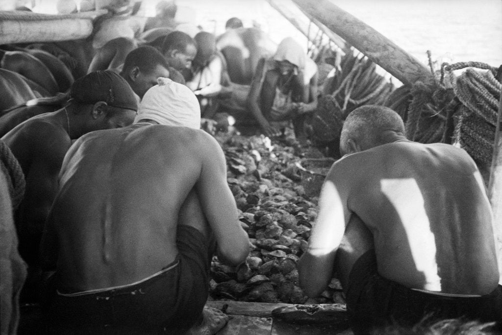 Detail of Divers looking through oysters by Alan Villiers