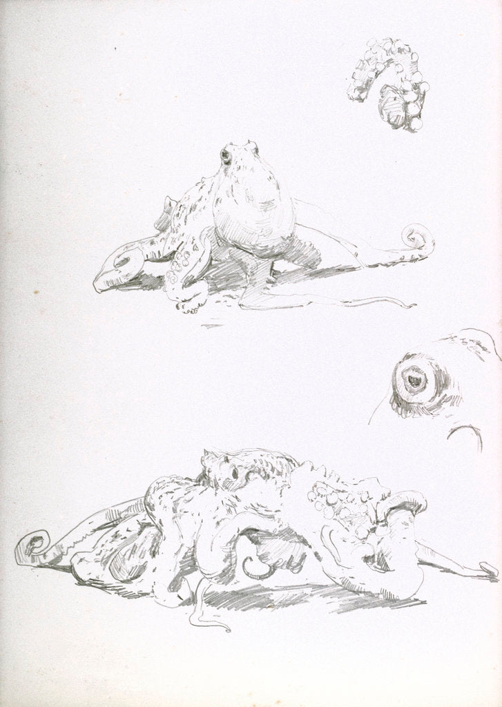 Detail of An octopus with details of an eye and a suckered arm by William Lionel Wyllie