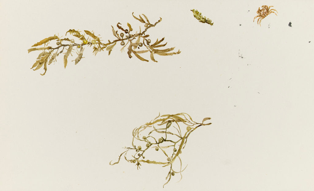 Detail of Seaweed and a crab by William Lionel Wyllie