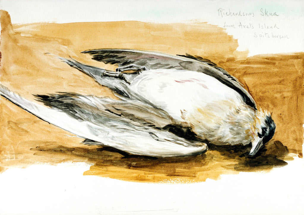 Detail of Richardson's skua from Axel's Island, Spitsbergen by William Lionel Wyllie