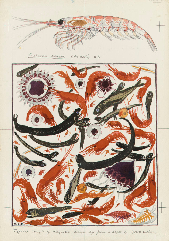 Detail of Typical example of deep-sea pelagic life from a depth of 1000 metres and detail of Euphausia superba (the krill) X 3 by Alister Hardy