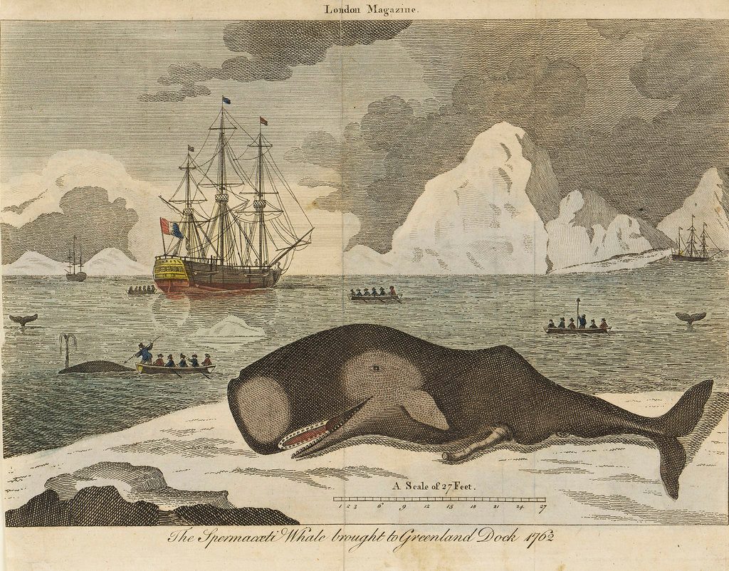 Detail of The spermwhale brought to Greenland dock by unknown