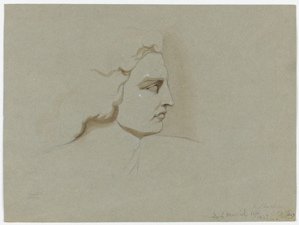Detail of Castor by Margaret Louisa Herschel