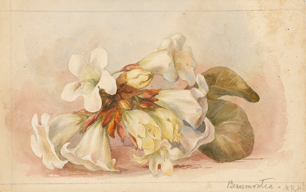 Detail of Beaumontia by Matilda Rose Herschel