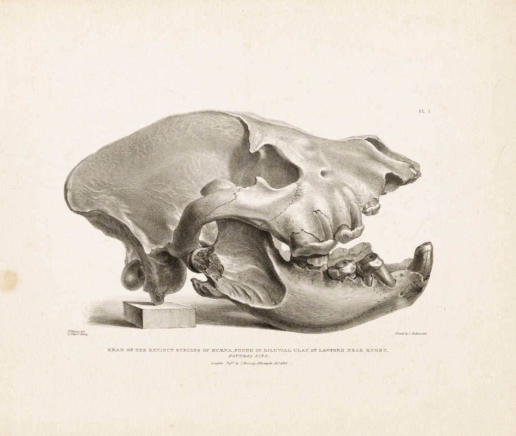 Detail of Head of the extinct species of Hyaena, found in diluvial clay at Lawford near Rugby by T. Webster