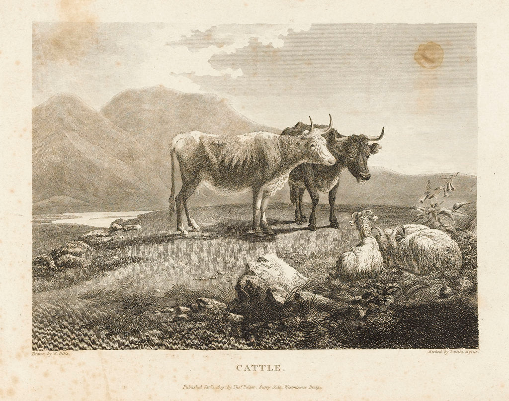Detail of Cattle by Robert Hills