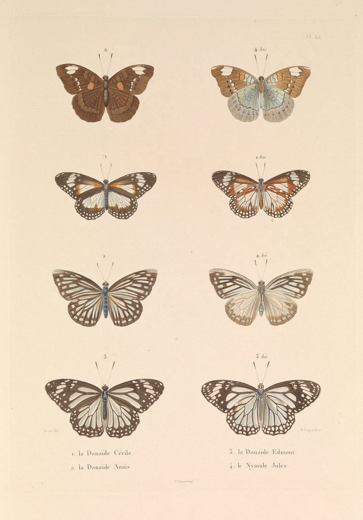 Detail of Butterflies, 'The Danaïde Cécile, the Danaïde Anaïs, the Danaïde Edmont and the Jules Nymule' by Hyacinthe de Bougainville