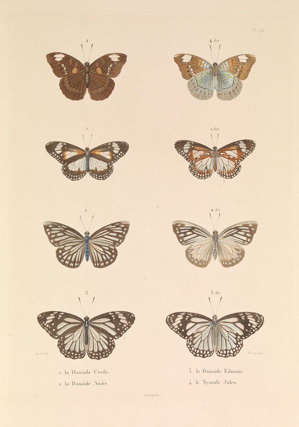 Butterflies, 'The Danaïde Cécile, the Danaïde Anaïs, the Danaïde Edmont ...