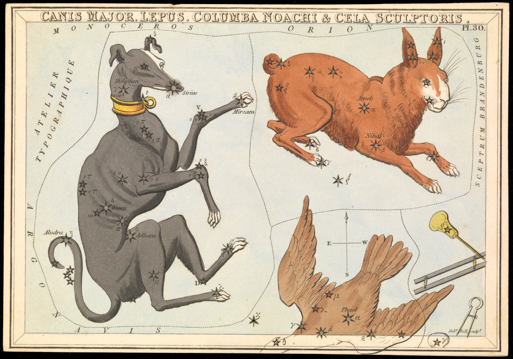 Detail of Canis Major, Columba Noachi & Cela Sculptoris by Sidney Hall
