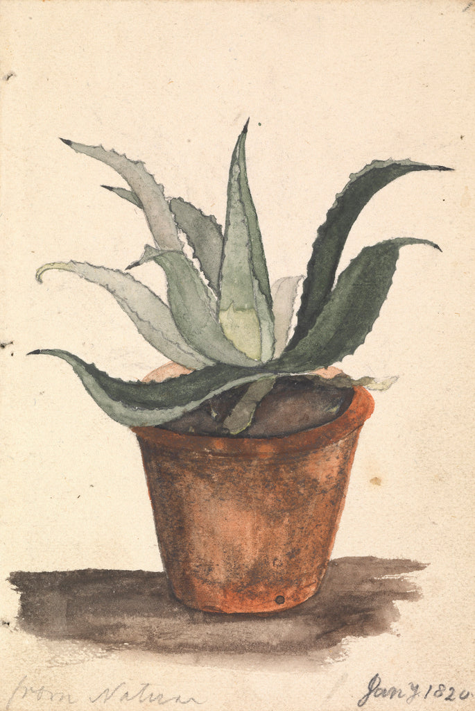 Detail of A Flower pot with a cactus growing in it inscribed, 'from nature' by Edward William Cooke