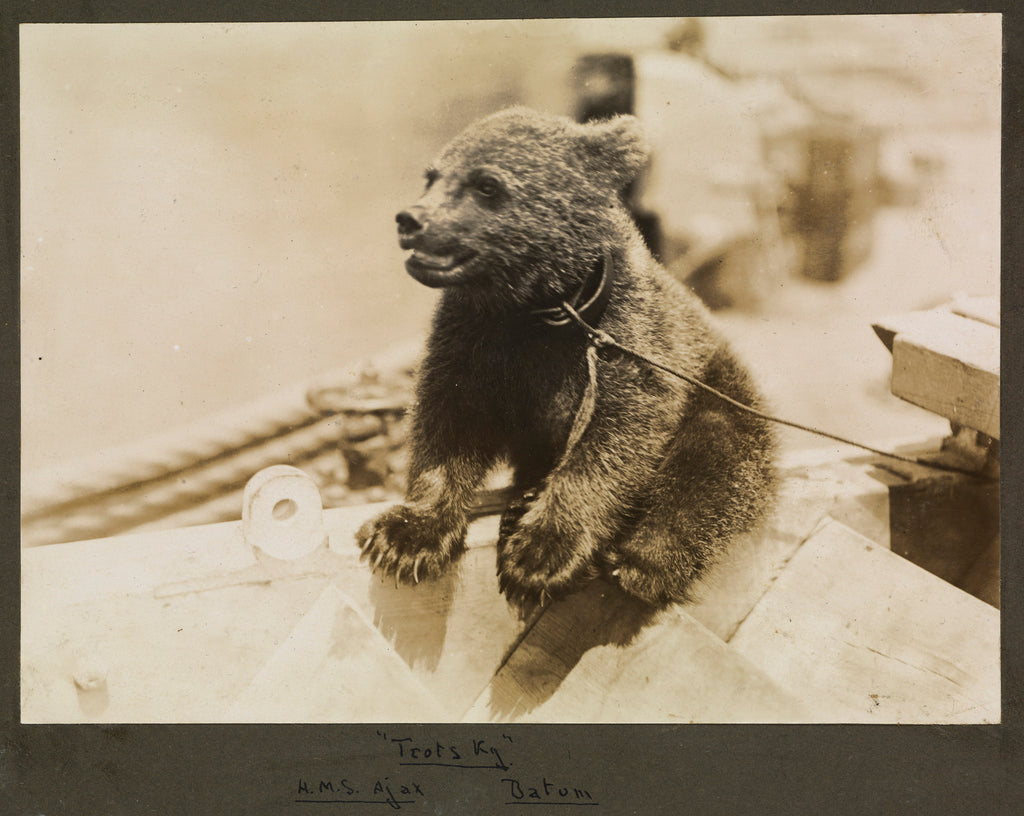 Detail of Photograph of the mascot bear cub 'Trotsky', on HMS 'Ajax' 1921. From an album relating to the naval career of Philip F. P. Blackwell, 1920-1922 by Philip F. P. Blackwell