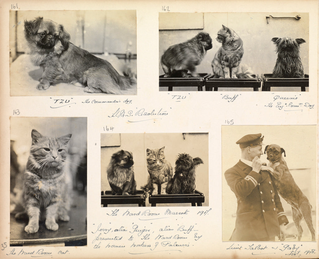 Detail of Cats and dogs 'Tzu, buff, Queenie and Gaby' July 1918, from an album relating to the career of Lt. Cdr. Herbert Allen Slade, RN, 1908-1918. by Lt. Cdr. Herbert Allen Slade