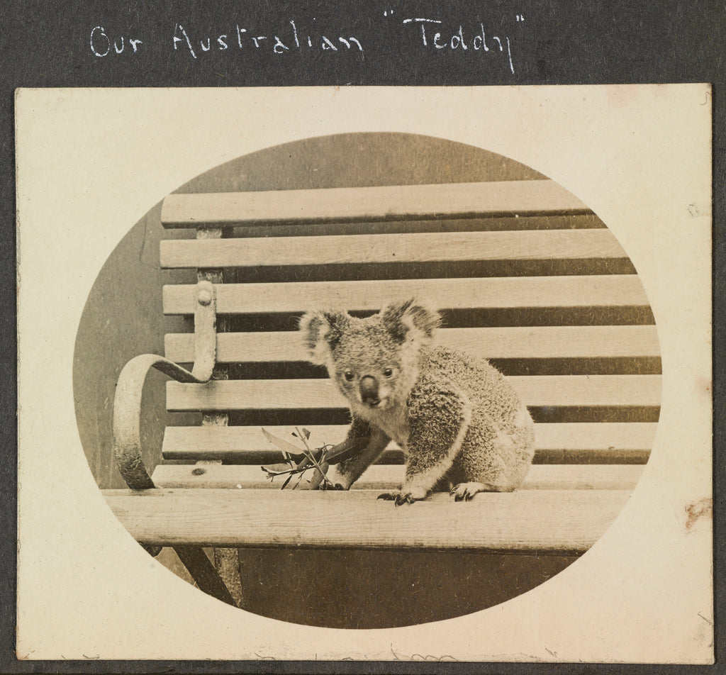 Detail of Our Australian 'Teddy'  koala, on the TSS 'Demosthenes' (1911) by John Rodolph Peronet Thompson