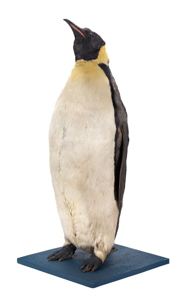 Detail of Stuffed Emperor penguin by Dr. Edward Wilson