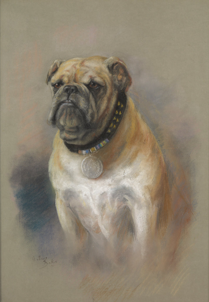 Detail of The dog Peggy, bulldog, mascot of HMS 'Iron Duke' and of Jutland fame by Georgina Shaw Baker