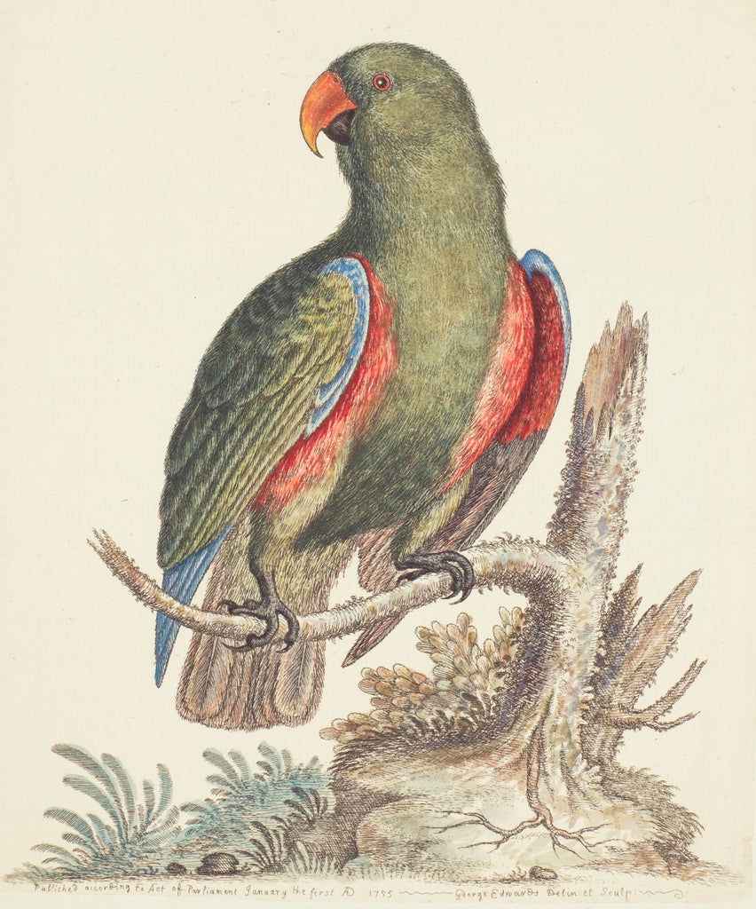 Detail of The Empire of China & Japan - Green parrot by Thomas Pennant