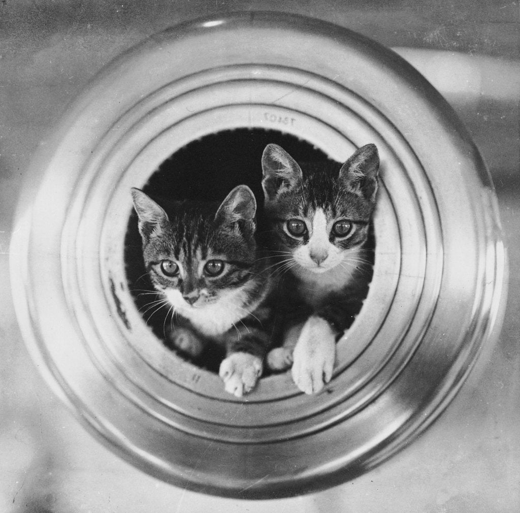Detail of Cats on board the cruiser HMS 'Hawkins' by unknown