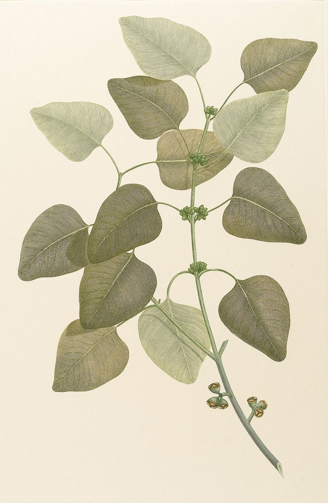 Detail of Eucalyptus alba by Alecto