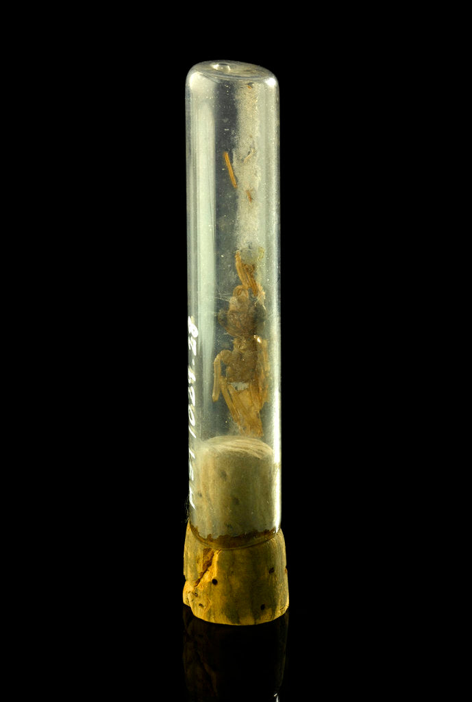 Detail of Specimen tube by unknown