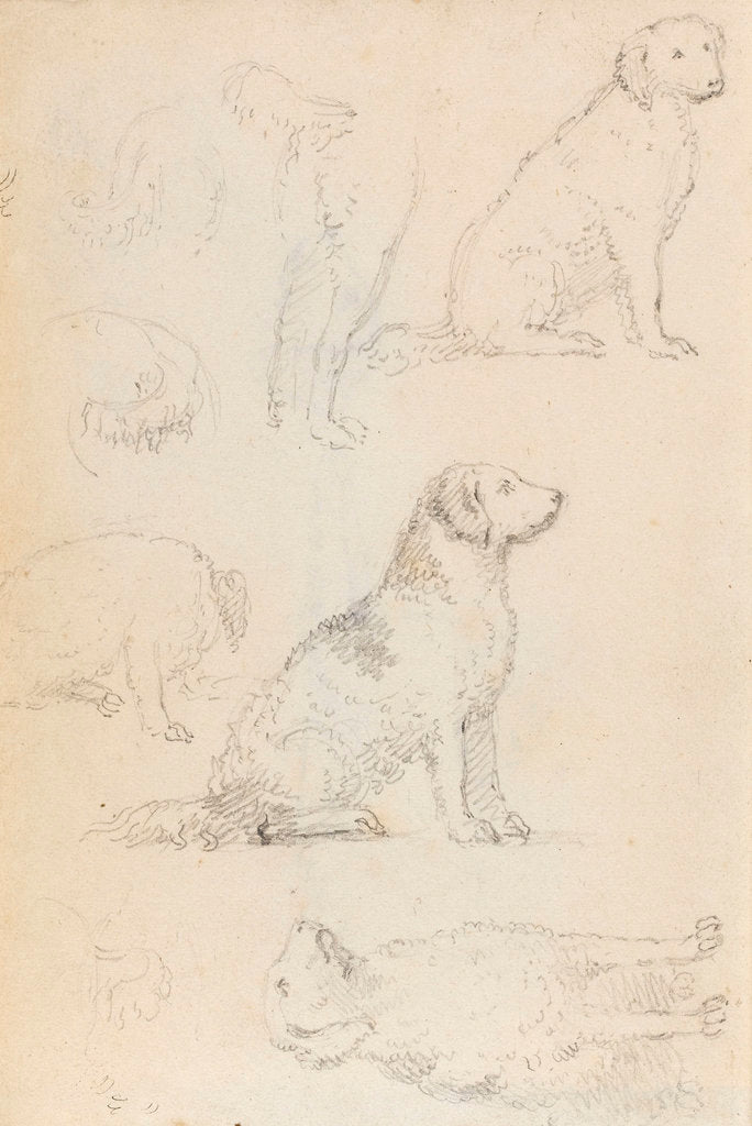 Detail of Studies of Nelson's dogs (verso) by Thomas Baxter