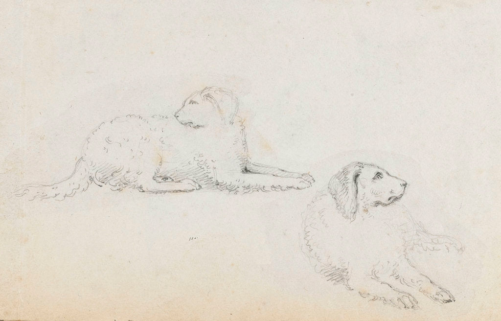 Detail of Studies of Nelson's dogs (recto) by Thomas Baxter