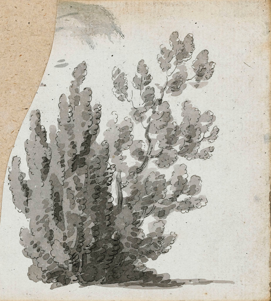 Detail of A study of a shrub by Thomas Baxter