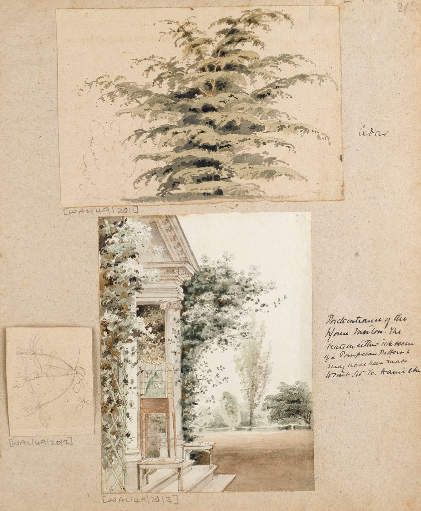 Detail of Study of a cedar tree by Thomas Baxter