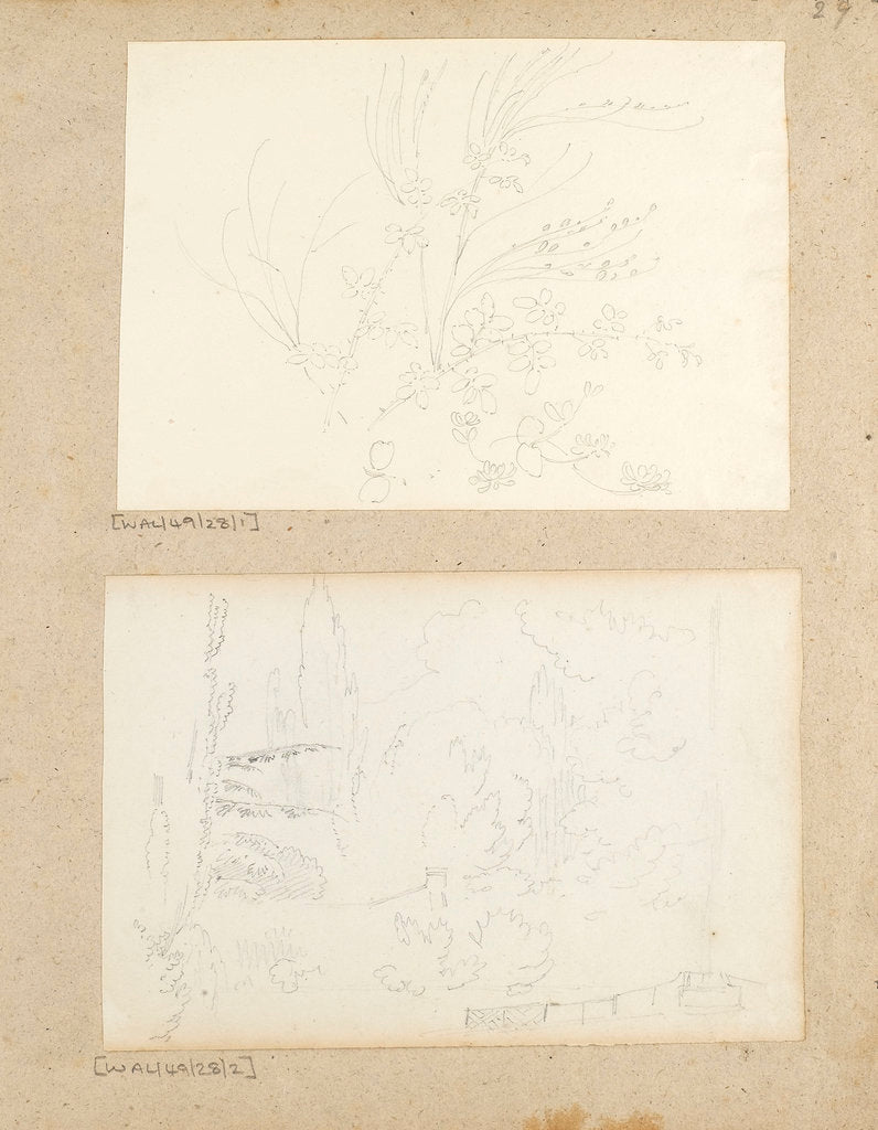 Detail of Studies of garden plants including rose foliage and honeysuckle by Thomas Baxter