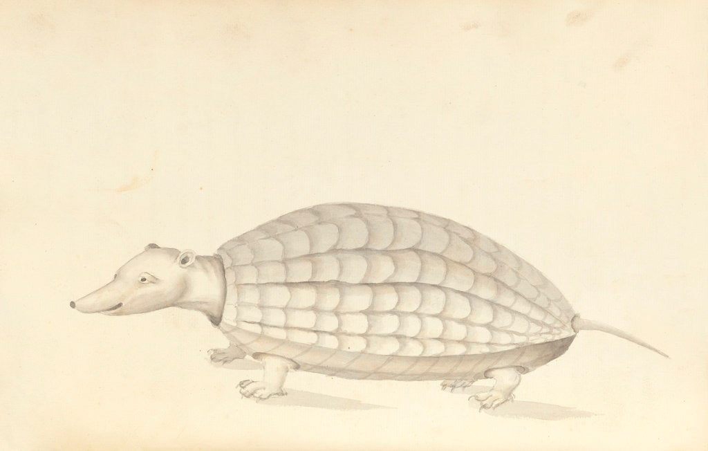 Detail of Armadillo, a plate from 'A Narrative of Commodore Anson's into the Great South Sea and Round the World' by unknown
