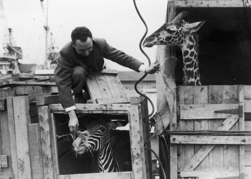 Detail of A zebra and giraffe at the Royal Albert Dock. by unknown