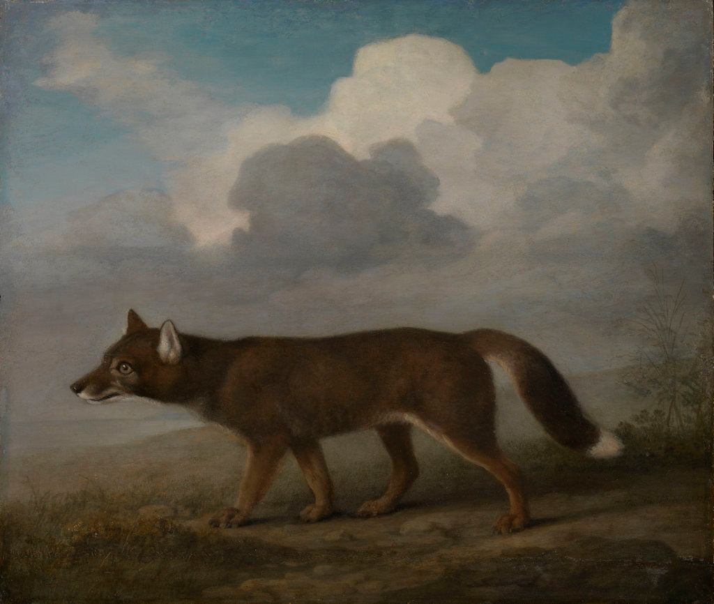 Detail of Portrait of a large dog (Dingo) by George Stubbs