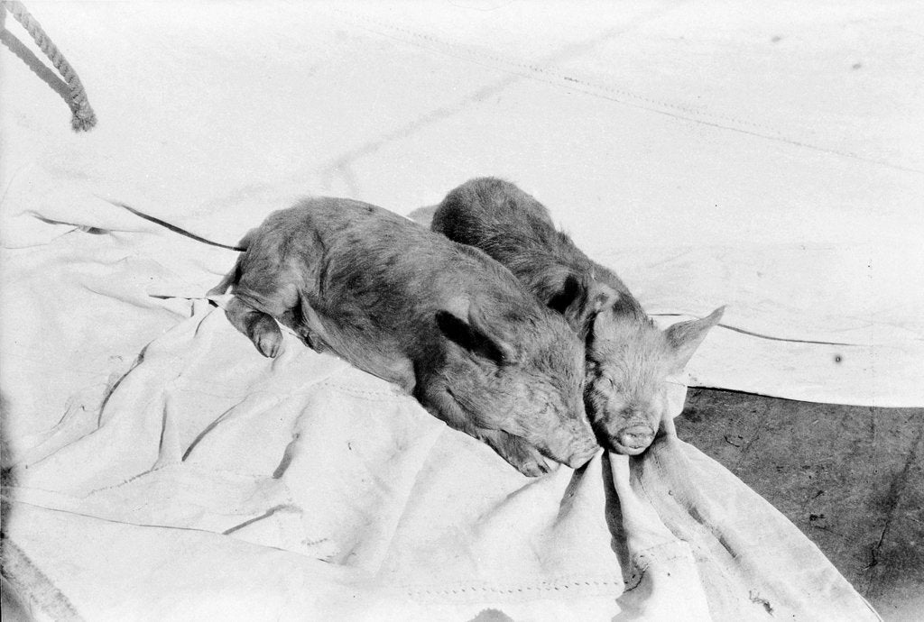 Detail of Two piglets shipped at Wallarro ignorant of the fate awaiting them: they did not complete the voyage, one was drowned, the other consumed by Alan Villiers