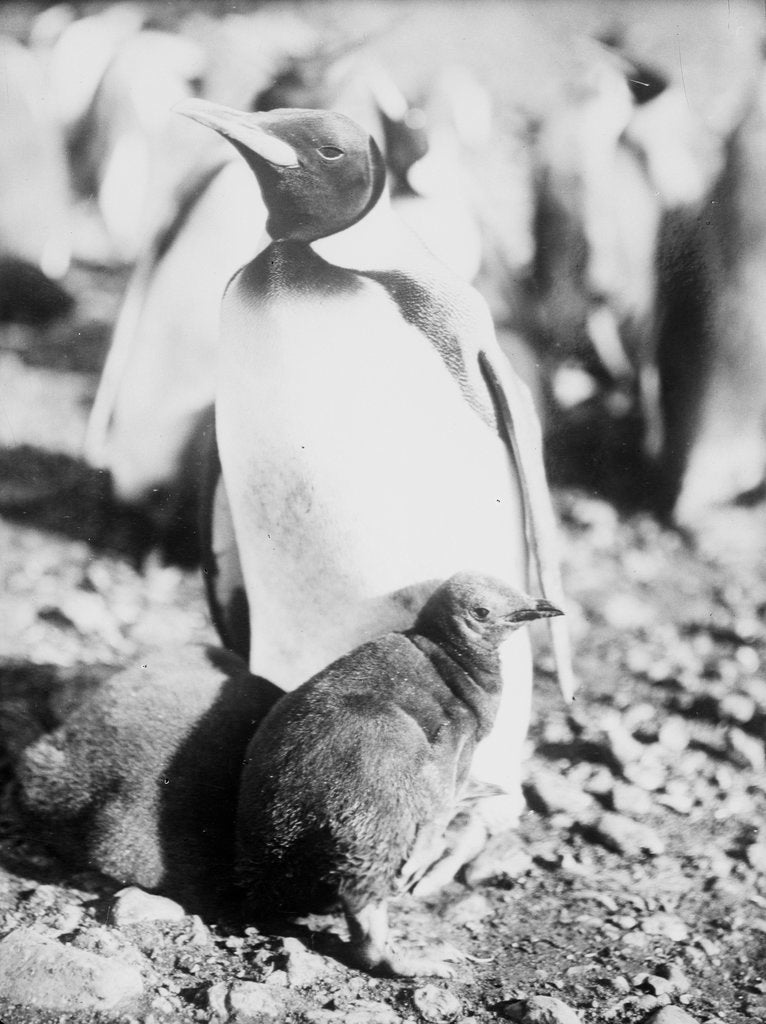 Detail of Emperor [King?] penguin with young, Weddell Sea, Antarctica by unknown