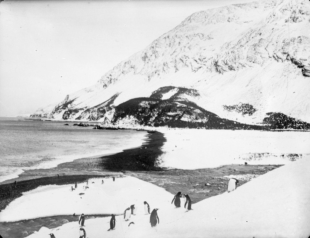 Detail of A view along the shore with penguins in the foreground, South Georgia Island by unknown