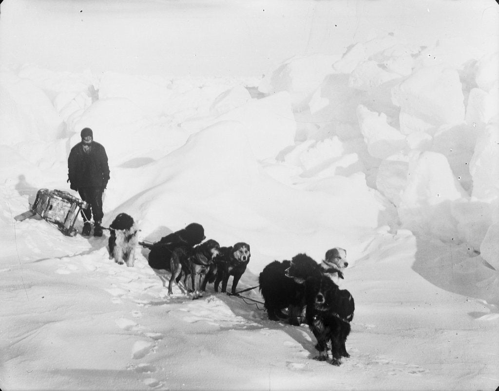 Detail of A seven-dog sledge team on the ice with unidentified crew member by unknown