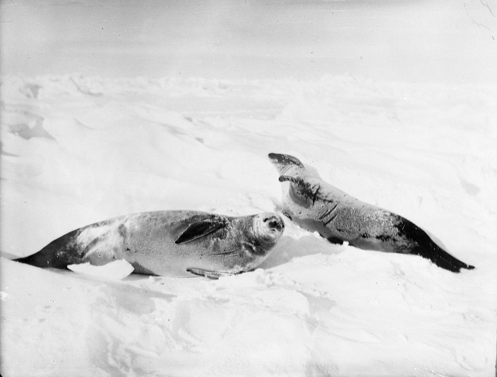 Detail of Two crab-eater seals on the ice, Weddell Sea, Antarctic by unknown