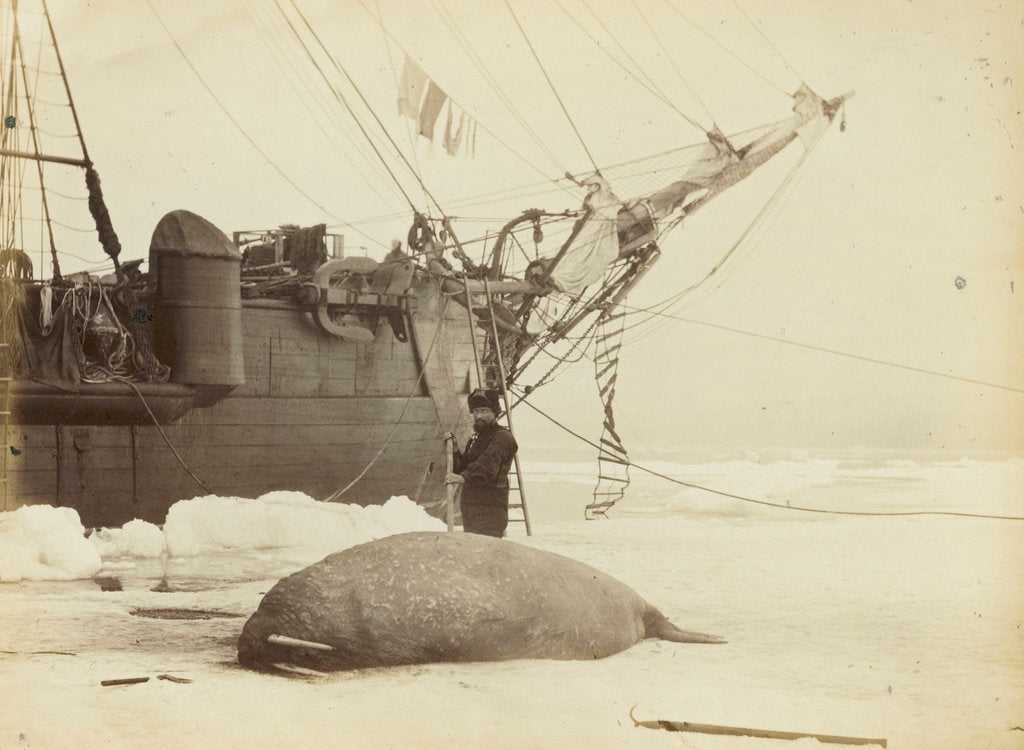 Detail of Walrus killed in Franklin Pierce Bay, 10 August 1875 by George White