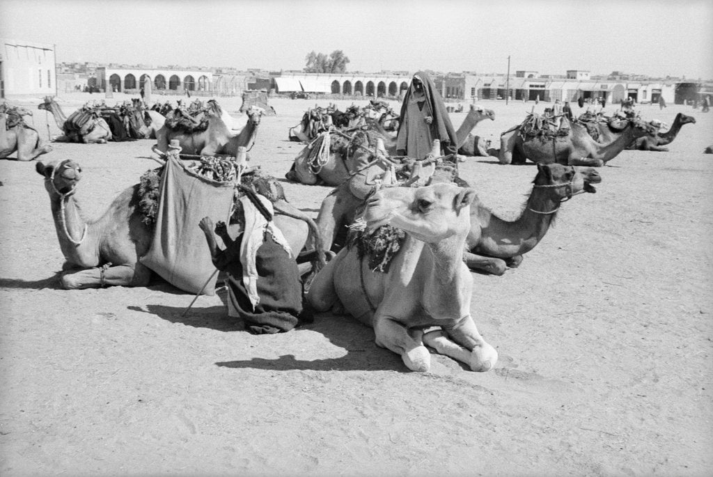 Detail of Kuwait City Safat Beduin camel park. by Alan Villiers