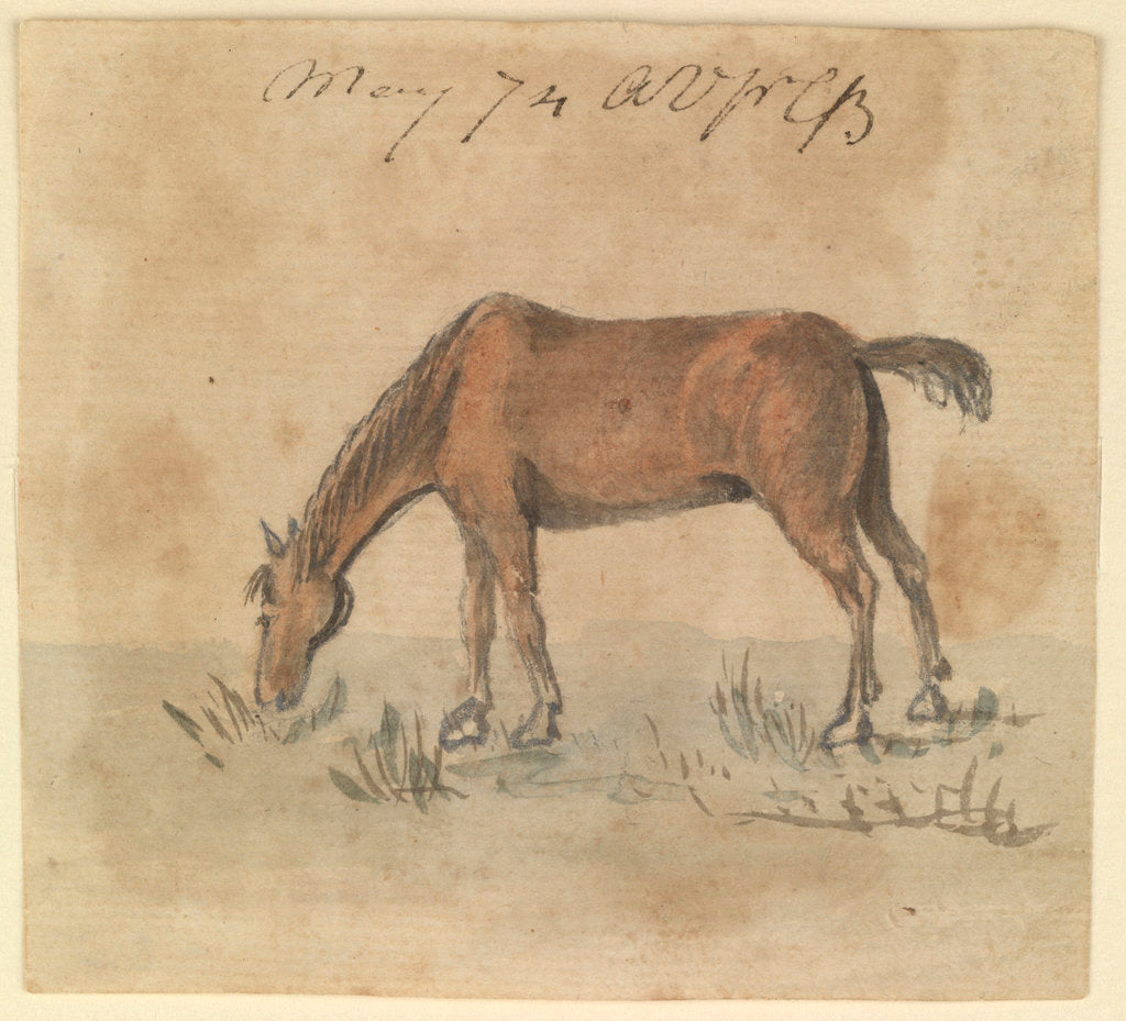 Detail of A grazing horse by Gabriel Bray