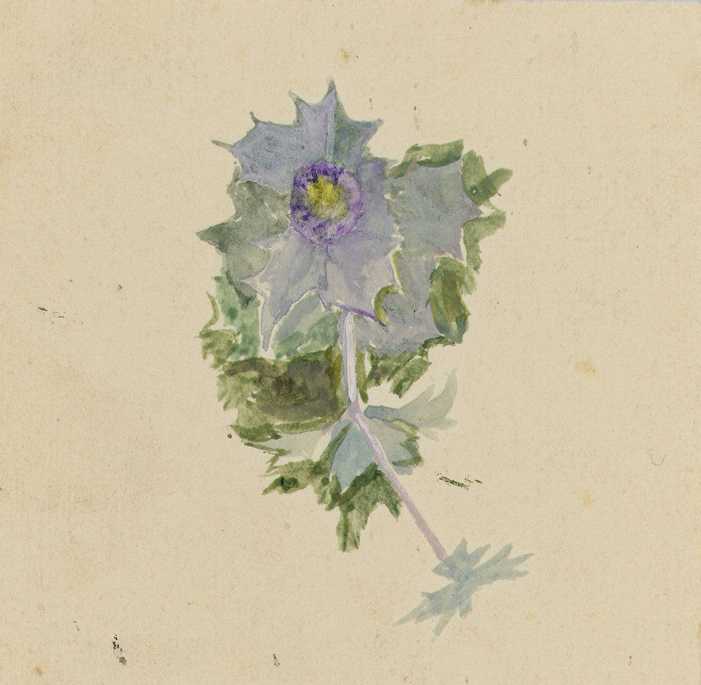 Detail of Blue flower with mauve centre, possibly sea holly by William Lionel Wyllie